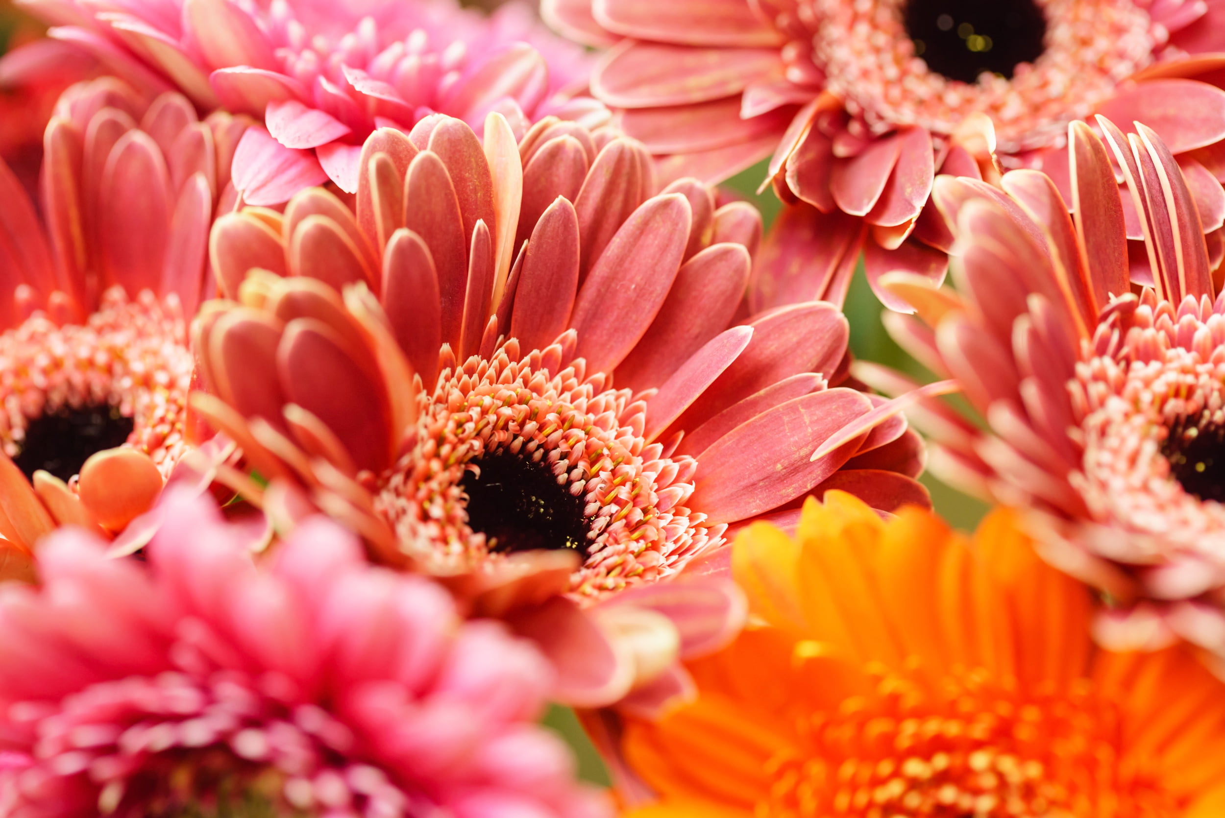 Get Things Done Club